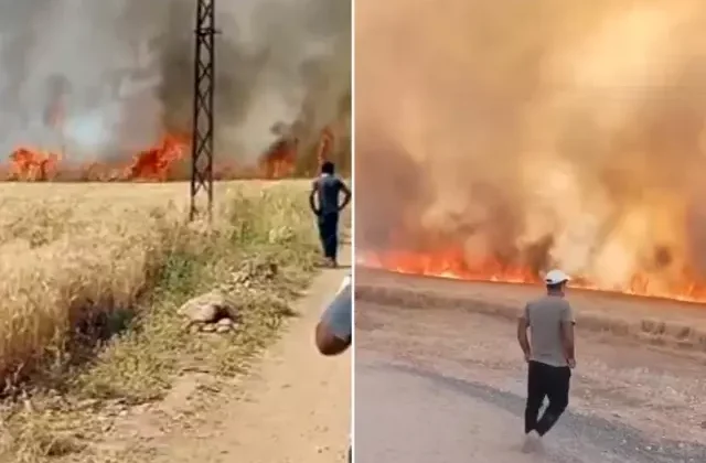 Elektrik kıvılcımları yangın çıkardı, 40 dönüm buğday küle döndü