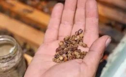 Geçmişte çöpe gidiyordu, şimdi kilosu 3 bin TL’den satılıyor