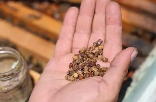 Geçmişte çöpe gidiyordu, şimdi kilosu 3 bin TL’den satılıyor