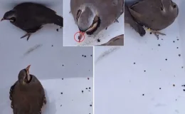 Görüntü Türkiye’den! Keklikleri rahatça öldürebilmek için yaptıkları şova bakın