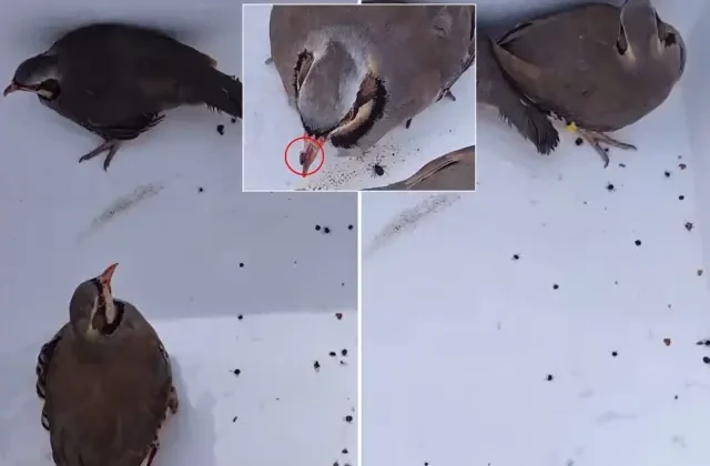 Görüntü Türkiye’den! Keklikleri rahatça öldürebilmek için yaptıkları şova bakın