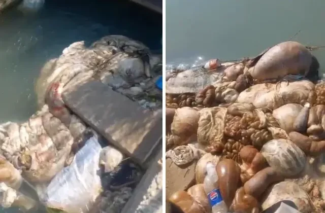 Görüntüler mide bulandırdı! Adana’da kurban sakatatlarını sulama kanalına attılar