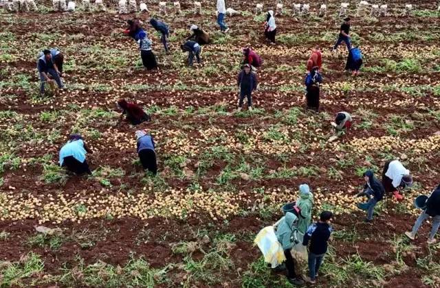 Hasat başladı, aylık kazançları 100 bin lirayı buluyor