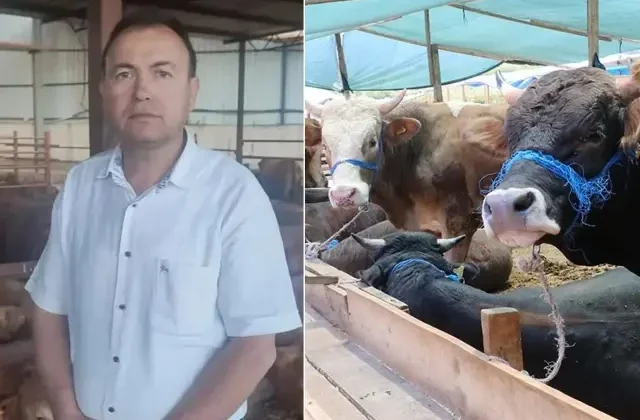 İş insanı sattığı hayvanın fotoğrafını çekmek isterken canından oldu
