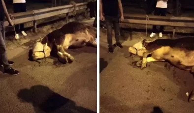 İstanbul’da kurbanlık dana yola atladı, ayağını kırdı