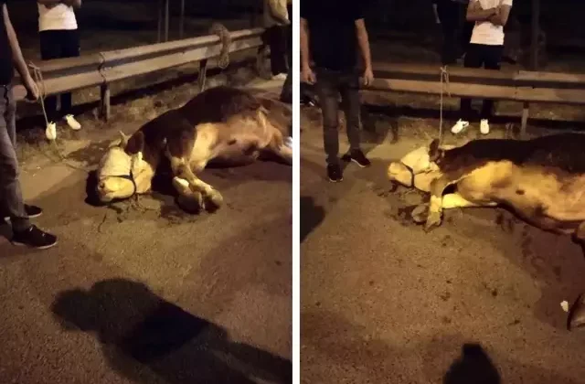 İstanbul’da kurbanlık dana yola atladı, ayağını kırdı