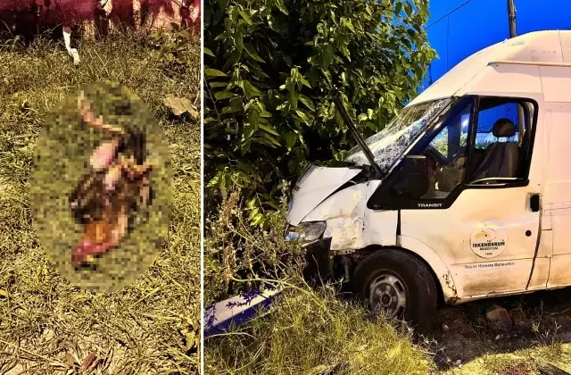 Kazada telef olan horozu hayata döndürmek için kalp masajı yaptı
