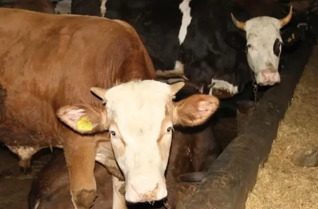 Kurban Bayramı’nda berberler bile bu işe giriyor! 63 bin TL cezası var
