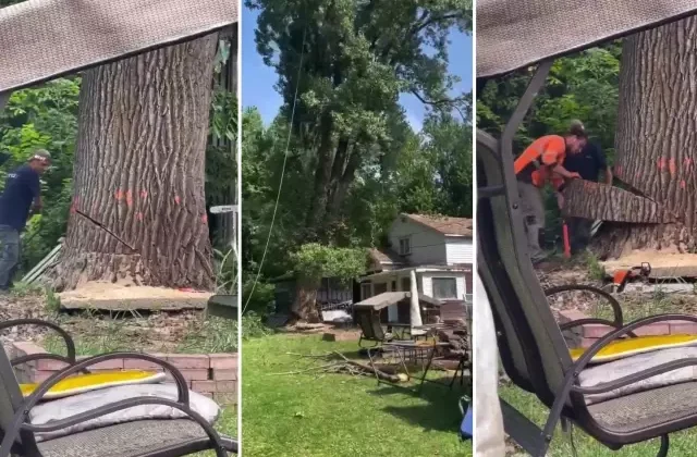Manzarayı kapattığı gerekçesiyle asırlık ağacı kesen aile, evsiz kaldı