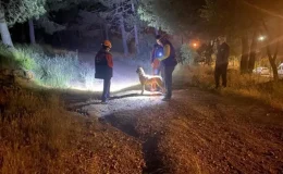 Pendik’te esrarengiz olay! Ormana girdi bir daha haber alınamadı