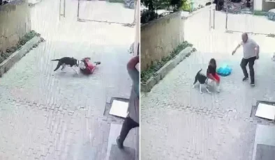Pitbull, sokakta oynayan çocuğa saldırdı