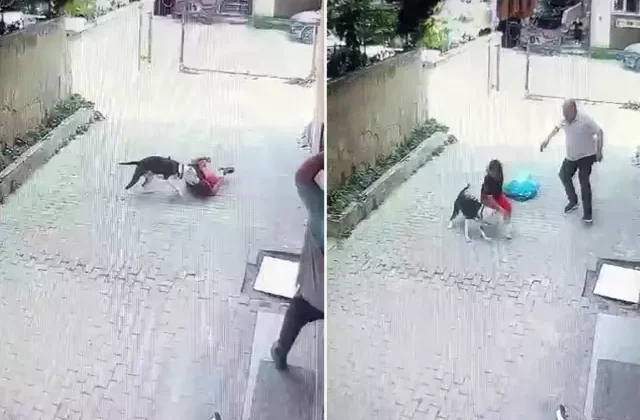 Pitbull, sokakta oynayan çocuğa saldırdı