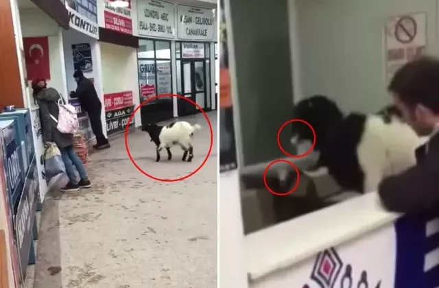 Sahibinden kaçan keçi otogarda rakip firmanın paralarını yedi