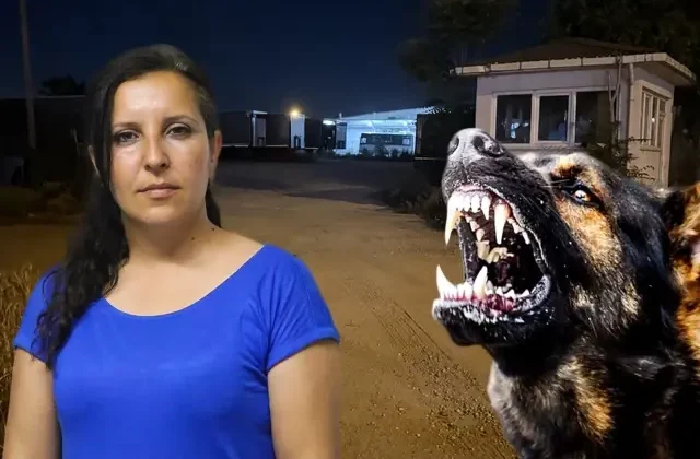 Saldırgan köpekleri almaya giden muhtarı bahçeye kilitlediler
