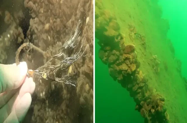 Sapanca Gölü’ne düşen uçağın enkazı 53 yıl sonra yeniden görüntülendi
