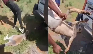Savunmasız kanguruya yapılan işkence kan dondurdu