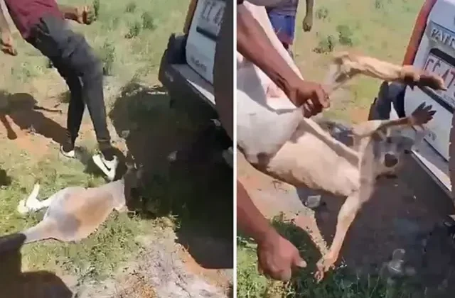 Savunmasız kanguruya yapılan işkence kan dondurdu