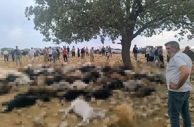 Şırnak’ta yıldırım isabet eden 99 küçükbaş hayvan telef oldu