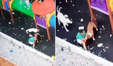 Sokak köpekleri parkta oynayan küçük çocuğa saldırdı
