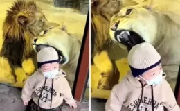 Tüyler ürperten anlar! Aslan küçük çocuğa saldırmaya çalıştı