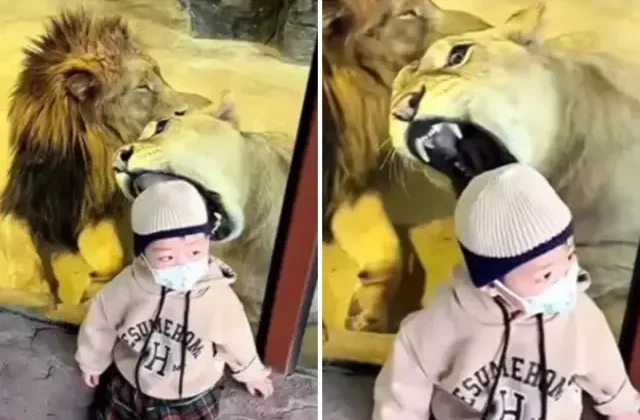 Tüyler ürperten anlar! Aslan küçük çocuğa saldırmaya çalıştı