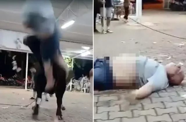 Yanına yaklaştığı boğa havaya fırlattı