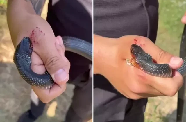 “Zararsız öldürmeyin” dediği kara yılan 2 kez elini ısırdı