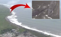 8,8’lik deprem sonrası Japonya’da balinalar karaya vurdu