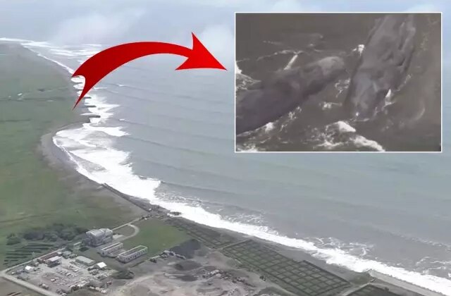 8,8’lik deprem sonrası Japonya’da balinalar karaya vurdu