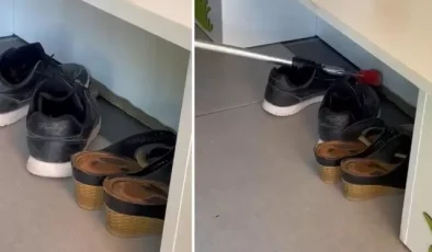 Ayakkabılıktan çıkan yılan paniğe neden oldu