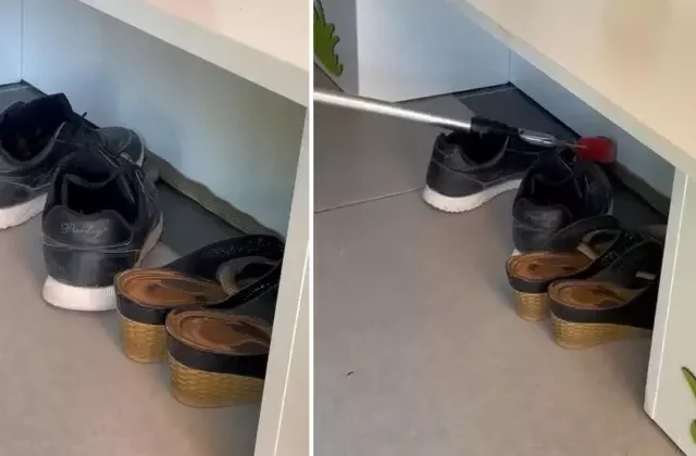 Ayakkabılıktan çıkan yılan paniğe neden oldu