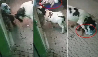 Başıboş inek, evinin önünde bekleyen yaşlı kadına saldırdı