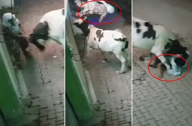 Başıboş inek, evinin önünde bekleyen yaşlı kadına saldırdı