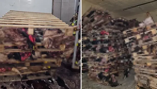Bursa’da boş tamirhanede çürümüş hayvan kafaları bulundu