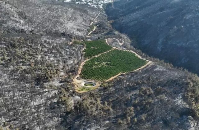 Bursa’yı kül eden alevler bir tek oraya ulaşamadı! Nedeni herkese ders olacak cinsten