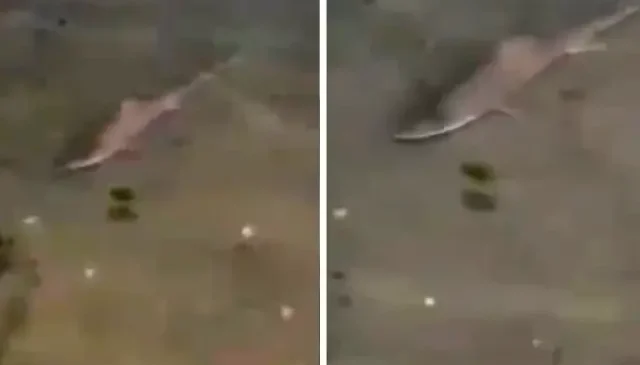 Caddebostan Sahili’nde köpekbalığı paniği! İşte o anlar
