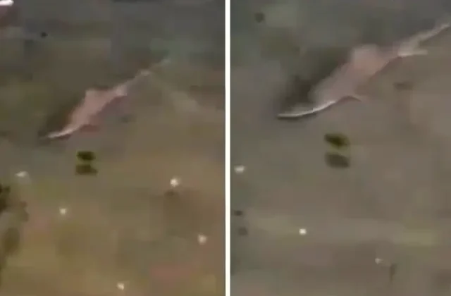 Caddebostan Sahili’nde köpekbalığı paniği! İşte o anlar