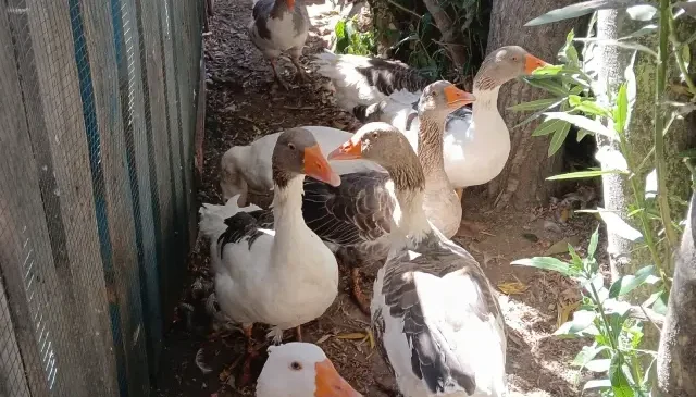 Denize giren kazlar CİMER’e şikayet edildi, kümese kapatılınca 8’i öldü