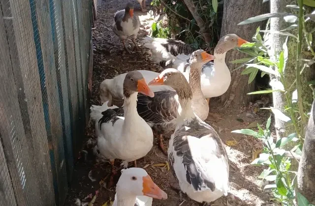 Denize giren kazlar CİMER’e şikayet edildi, kümese kapatılınca 8’i öldü