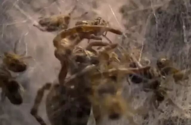 Doğanın korkunç yüzü: Binlerce örümcek yavrusu annelerini canlı canlı yedi!
