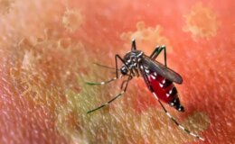 DSÖ’den “salgın” uyarısı! Chikungunya virüsü hızla yayılıyor, 5.6 milyar kişi risk altında