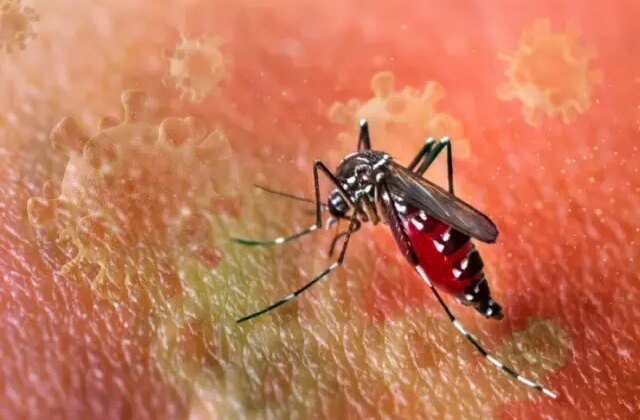 DSÖ’den “salgın” uyarısı! Chikungunya virüsü hızla yayılıyor, 5.6 milyar kişi risk altında