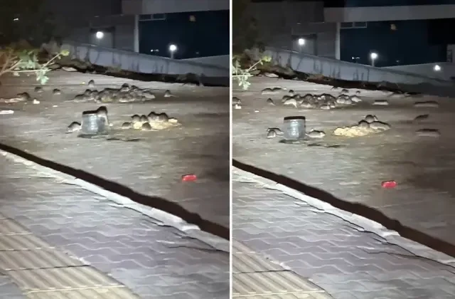 Esenyurt’ta onlarca fare sokak ortasında cirit atıyor
