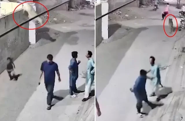 Evde bakılan aslan, duvardan atlayarak sokaktaki insanlara saldırdı
