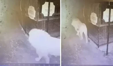 Hayvan parkından kaçan aslanın kafesten çıktığı anlar güvenlik kamerasında