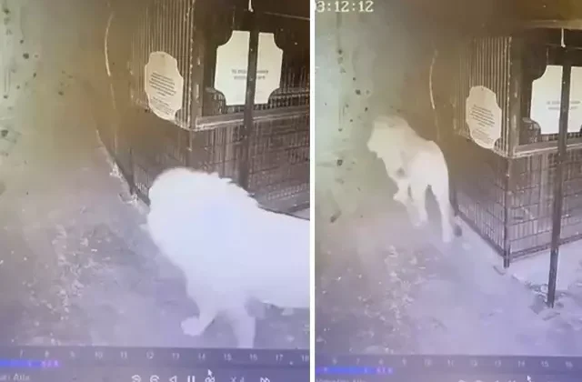Hayvan parkından kaçan aslanın kafesten çıktığı anlar güvenlik kamerasında