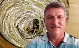 Hobi bahçesinde yaban arılarının yuvasını bozan vatandaşın acı sonu