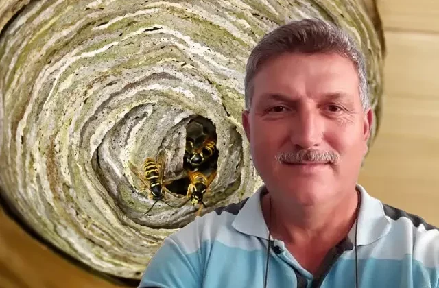 Hobi bahçesinde yaban arılarının yuvasını bozan vatandaşın acı sonu