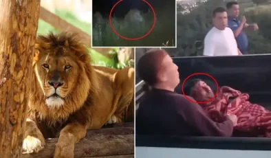 İlçe diken üstünde! Firari aslan bir kişiyi yaralayıp kayıplara karıştı