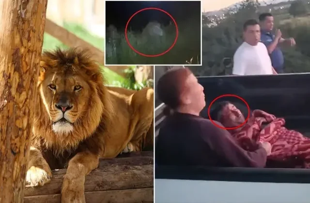 İlçe diken üstünde! Firari aslan bir kişiyi yaralayıp kayıplara karıştı